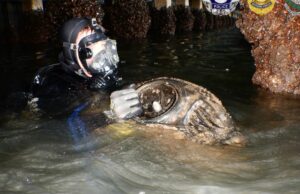 Dois noruegueses trancados em mergulhar na costa de NSW Dois noruegueses trancados em mergulhar na costa de NSW