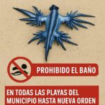 Os turistas foram proibidos de entrar na água ao longo de um trecho inteiro de sete milhas da Costa Blanca da Espanha por causa de criaturas marinhas raras com uma picada potencialmente fatal