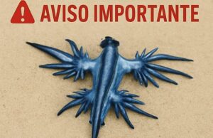 Espanha Os turistas foram proibidos de entrar na água ao longo de um trecho inteiro de sete milhas da Costa Blanca da Espanha por causa de criaturas marinhas raras com uma picada potencialmente fatal