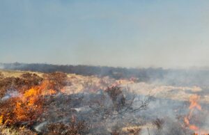 Especialistas alertam que os planos do trabalho para a reformulação ‘ecológica’ podem transformar o campo em uma caixa de Tinderbions gigantes, com incêndios florestais aterrorizando a Grã -Bretanha. A queima de turfeiras por guardas de caça é uma prática de séculos de idade que cria habitats ideais para animais de jogo