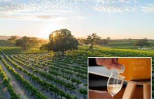 Especialistas dizem que o vinho na caixa não é apenas swill Vinho em um copo