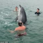 Bottlenos Dolphin se aproximou da família logo depois de entrar na água para o sexto em Lyme Bay, Dorset, em 3 de agosto