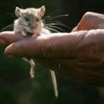 2012: Um pesquisador da UC Berkeley possui um mouse de veado que ele prendeu na área de Glen Aulin, no Parque Nacional de Yosemite. (Bang Archives)