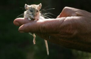 Esses pequenos animais podem fazer uma viagem da Califórnia em um pesadelo 2012: Um pesquisador da UC Berkeley possui um mouse de veado que ele prendeu na área de Glen Aulin, no Parque Nacional de Yosemite. (Bang Archives)