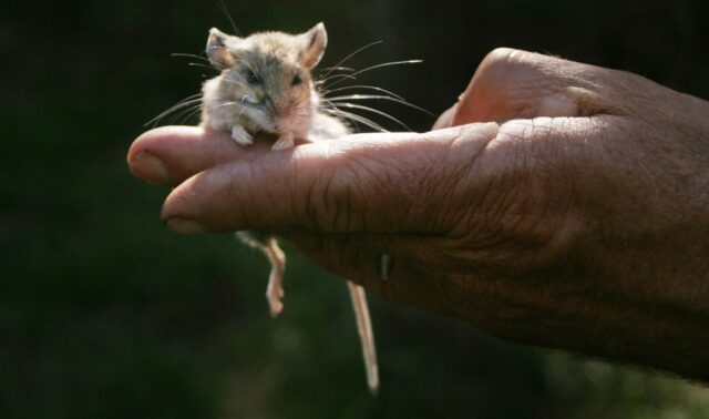 2012: Um pesquisador da UC Berkeley possui um mouse de veado que ele prendeu na área de Glen Aulin, no Parque Nacional de Yosemite. (Bang Archives)