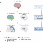 O estudo encontra a ligação entre a estrutura cerebral das pessoas e o risco genético de depressão maior