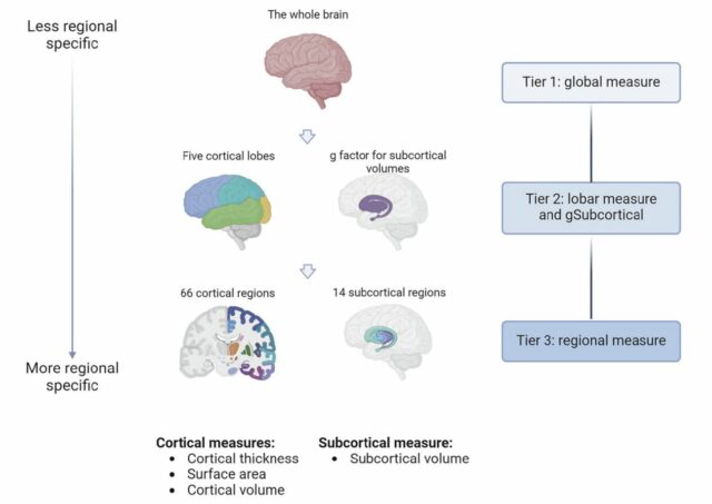 O estudo encontra a ligação entre a estrutura cerebral das pessoas e o risco genético de depressão maior