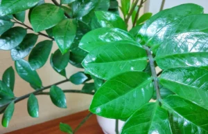 Eu derramo uma colher em um copo de água e água -mijada -e ele lança imediatamente novos brotos Eu derramo uma colher em um copo de água e água -mijada -e ele lança imediatamente novos brotos