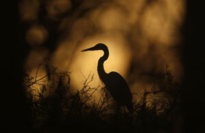 Everglades Fire: Blaze se expande para 1.600 acres como estradas de fumaça da Flórida Everglades Fire: Blaze se expande para 1.600 acres como estradas de fumaça da Flórida