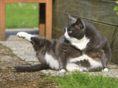 Feline tem outros planos além de ajudar a mulher a perder 5 quilos Feline tem outros planos além de ajudar a mulher a perder 5 quilos