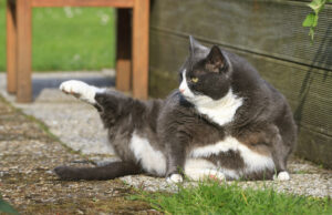 Feline tem outros planos além de ajudar a mulher a perder 5 quilos Feline tem outros planos além de ajudar a mulher a perder 5 quilos
