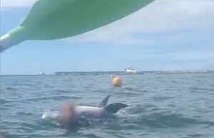 Fique longe de Reggie, o golfinho por medo de que ele possa atacar mulheres usando roupas de mergulho. O golfinho salta em cima do nadador