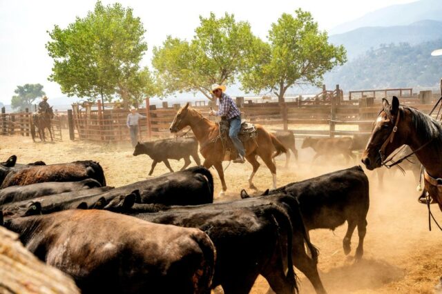 Os criadores de gado estão trabalhando na evacuação de gado, enquanto o incêndio de Gifford queima nas proximidades na segunda -feira, 4 de agosto de 2025, em Los Padres National Forest, Califórnia (AP Photo/Noah Berger)