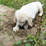 Golden Retriever cava buraco no quintal, proprietários despreparados para sua reação