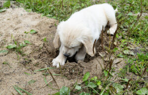 Golden Retriever cava buraco no quintal, proprietários despreparados para sua reação Golden Retriever cava buraco no quintal, proprietários despreparados para sua reação