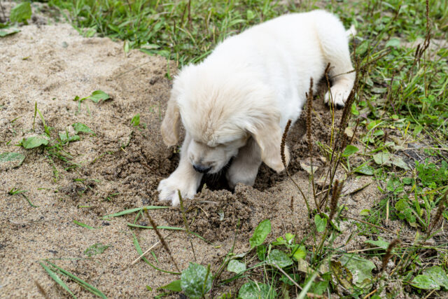 Golden Retriever cava buraco no quintal, proprietários despreparados para sua reação



