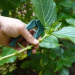 Grease verde de Hydrangea em agosto. Crie novos arbustos de suas hortênsias favoritas gratuitamente