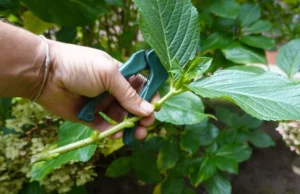 Grease verde de Hydrangea em agosto. Crie novos arbustos de suas hortênsias favoritas gratuitamente Grease verde de Hydrangea em agosto. Crie novos arbustos de suas hortênsias favoritas gratuitamente