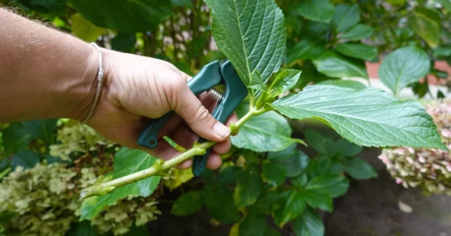 Grease verde de Hydrangea em agosto. Crie novos arbustos de suas hortênsias favoritas gratuitamente

