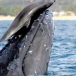 Interação intervaluosa entre delphins e baleias com frequência: nova pesquisa