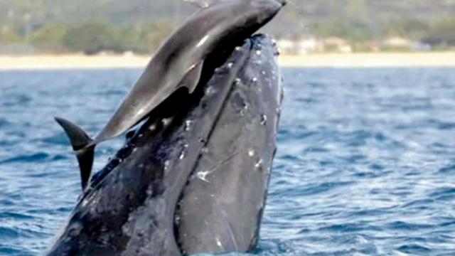Interação intervaluosa entre delphins e baleias com frequência: nova pesquisa

