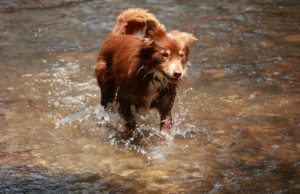 Internet obcecada pela técnica incomum de natação do cachorro: “sem notas” Internet obcecada pela técnica incomum de natação do cachorro: "sem notas"