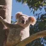 Koala foi superado para bater em um carro ou preso em churrasqueira a quilômetros