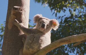 Koala atingiu de carro e preso a 30 km de unidade Koala foi superado para bater em um carro ou preso em churrasqueira a quilômetros