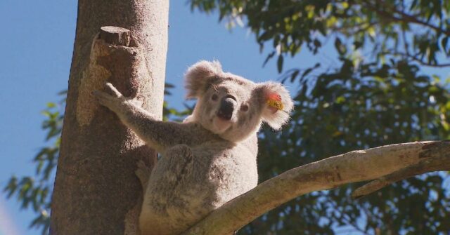 Koala foi superado para bater em um carro ou preso em churrasqueira a quilômetros