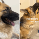 Lágrimas como um cachorro deprimido finalmente se reúne com seu filhote doente no hospital
