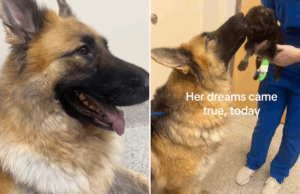 Lágrimas como um cachorro deprimido finalmente se reúne com seu filhote doente no hospital Lágrimas como um cachorro deprimido finalmente se reúne com seu filhote doente no hospital