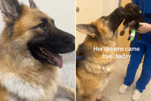 Lágrimas como um cachorro deprimido finalmente se reúne com seu filhote doente no hospital

