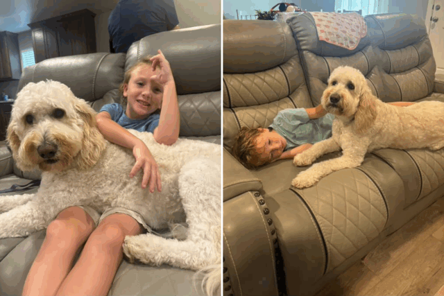 Lágrimas como uma criança de verdade, 6, se reúnem com o cachorro da família para apoiá -lo

