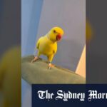 Mango Parrow Squawks em um desalinheiro
