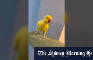 Mango Parrow Squawks em um desalinheiro Mango Parrow Squawks em um desalinheiro