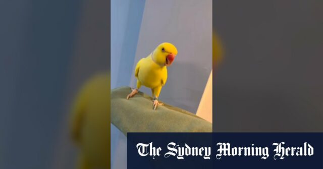 Mango Parrow Squawks em um desalinheiro

