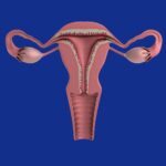uterino