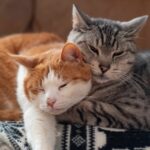 Nomes mais populares de gatos nos Estados Unidos revelaram