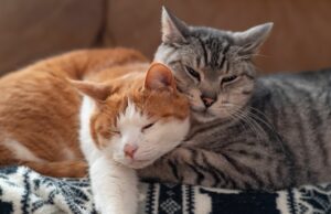 Nomes mais populares de gatos nos Estados Unidos revelaram Nomes mais populares de gatos nos Estados Unidos revelaram