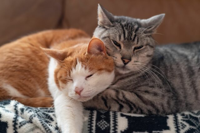 Nomes mais populares de gatos nos Estados Unidos revelaram

