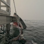 Na imagem, retirada de uma gaiola na quarta -feira, em cima de um barco gerenciado por expedições de tubarão no Atlântico perto de Sambro, NS, o tubarão masculino pode ser visto a partir da água subindo, olhando para a câmera quase imediatamente, com a boca da agape e os dentes mostrados.