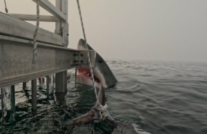 Nova reunião com um grande tubarão branco perto de Halifax Sparks Awe, descrença Na imagem, retirada de uma gaiola na quarta -feira, em cima de um barco gerenciado por expedições de tubarão no Atlântico perto de Sambro, NS, o tubarão masculino pode ser visto a partir da água subindo, olhando para a câmera quase imediatamente, com a boca da agape e os dentes mostrados.