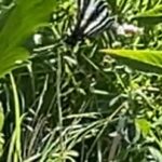 Uma rara borboleta listrada em preto e branco sentado em uma planta.