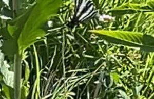 O High Park, do Toronto High Park, abriga uma borboleta rara pela primeira vez em mais de um século. Uma rara borboleta listrada em preto e branco sentado em uma planta.