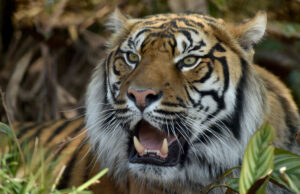 O Zoo pede aos visitantes que doem pequenos animais de estimação como alimentos para predadores O Zoo pede aos visitantes que doem pequenos animais de estimação como alimentos para predadores