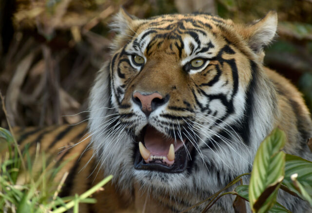O Zoo pede aos visitantes que doem pequenos animais de estimação como alimentos para predadores

