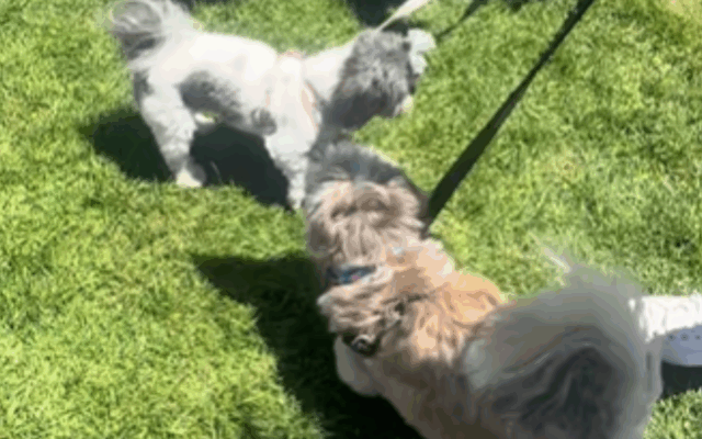 O cachorro socialmente estranho tenta fazer amigos, mas o desgosto é o que acontece.



