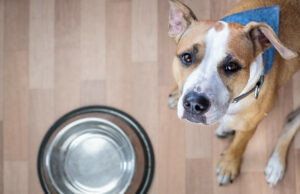 O cão de isca salva que teve as orelhas cortadas não pode comer sem “pênis de jantar” O cão de isca salva que teve as orelhas cortadas não pode comer sem "pênis de jantar"