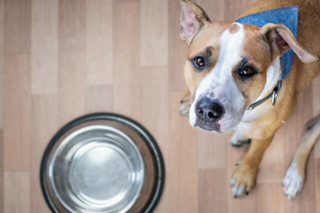 O cão de isca salva que teve as orelhas cortadas não pode comer sem "pênis de jantar"

