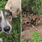 O coração derrete como cães paralisados ​​vivem suas 'melhores vidas' juntas